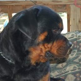 Rottweilers from Brittany Hostler