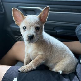 Waylon - Red speckled male Australian Cattle Dog puppy in Tucson, Arizona from Soqui Ortiz Cattle Ranch