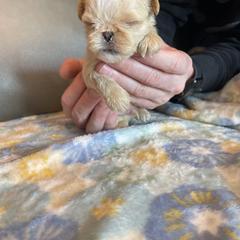 Brussels Griffon Puppies from Shelly's Brussels Griffons