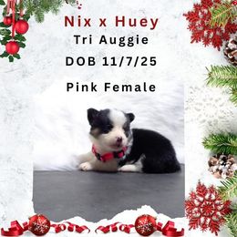 Pink female - Black and tan female American Corgi puppy in Campbellsburg, Indiana from Kates Corgis