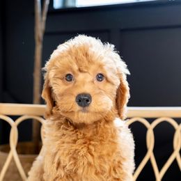 Cockapoo and Goldendoodle Puppies from My Forever Best Friend
