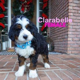Clarabelle - Tri-color female Bernedoodle puppy in Alpharetta, Georgia from Doodles of Buckhead