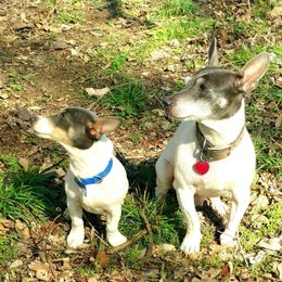 Teddy Roosevelt Terriers from Acadia Teddy Roosevelt Terriers