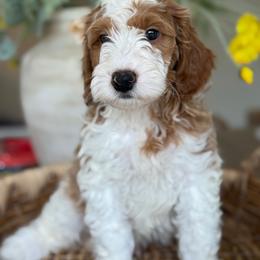 Norman - Parti male Goldendoodle puppy in Yuciapa, California from AlltheDoodlez_