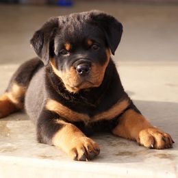 Rottweiler Puppies from Stalter Rottweilers