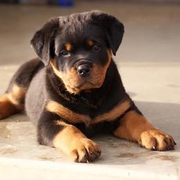 Rottweiler Puppies from Stalter Rottweilers