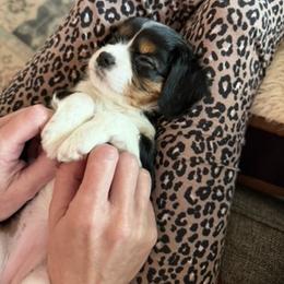 Cavalier King Charles Spaniel Puppies from Outerlochen Kennel