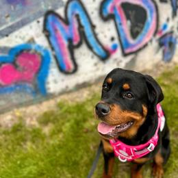 Rottweiler Puppies from Rottweiler Land