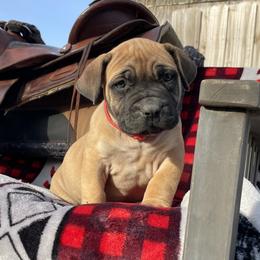 Choice Male 1 - Red male Boerboel puppy in Mansfield, Texas from Dynasty Blue Ridge Boerboel