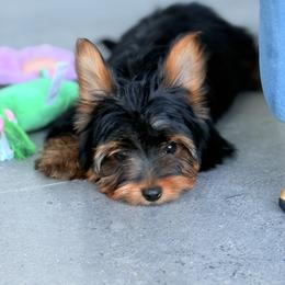 Lucas - Black and gold male Yorkshire Terrier puppy in Cape Coral, Florida from Katherine’s Yorkies and Poodles