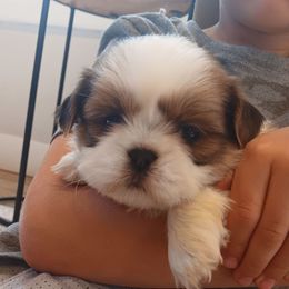 Ollie - Gold and white male Shih Tzu puppy in Lebanon, Pennsylvania from Stoney Acre Farms