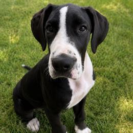 Cecilia - Mantle female Great Dane puppy in Brooksville, Florida from Follow My Lead Great Danes
