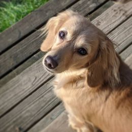 Dachshunds from Wiggle Waggle Weens
