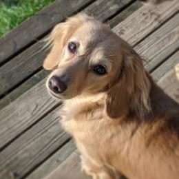 Dachshunds from Wiggle Waggle Weens
