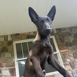 Karma - Black sable female Belgian Malinois puppy in Mesa, Arizona from Sun Valley Chihuahuas & Malinois