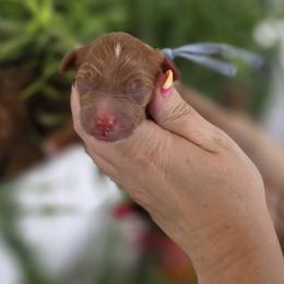 Gurri - Red  male Goldendoodle puppy in Decatur, Tennessee from Diamond's Doodles