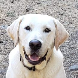 Jackson - Labrador Retriever