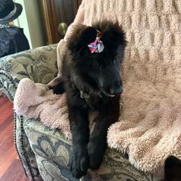 Girl 2 - Black female German Shepherd puppy in Fairdale, Kentucky from Kimberly's German Shepherds