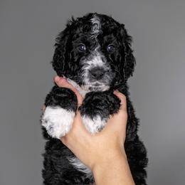 Vincent - Black and white male Bernedoodle puppy in Brandon, Iowa from Willow Creek Farm