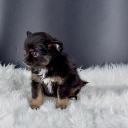 Buzz - Black and tan male Chihuahua puppy in Simpsonville, South Carolina from N&T's Chihuahuas