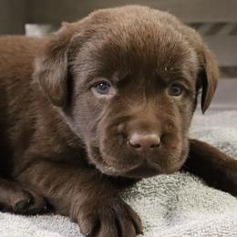 Frosty - Chocolate male Labrador Retriever puppy in Camden, Indiana from Camden's Caring Canines