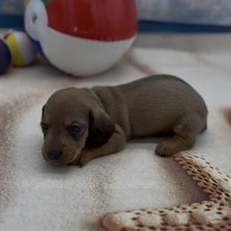 Shaded Red Wirehair Male (purple collar) - Red male Dachshund puppy in Killeen, Texas from Southern Dachshunds