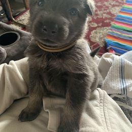 German Shepherd Puppies from Devon Rugerio's German Shepherds