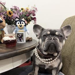 Estrella - French Bulldog