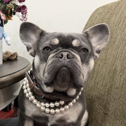 Estrella - French Bulldog