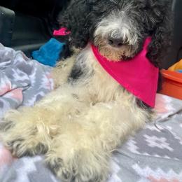 Goldendoodle and Poodle Puppies from SnickerDoodlePups