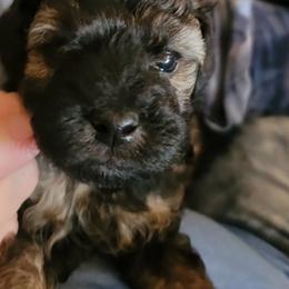 Patrick - Sable male Poodle puppy in Vinemont, Alabama from RottenDog's Poodles