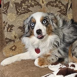 Aussiedoodles, Poodles, and Toy Australian Shepherds from Wild Farm Puppies
