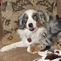 Aussiedoodles, Poodles, and Toy Australian Shepherds from Wild Farm Puppies