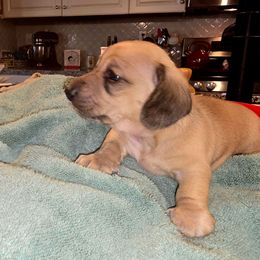 Ruffy (AKC REGISTRATION) - Cream male Dachshund puppy in Beaumont, California from Santa Rita Doxies