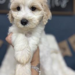 California aka Cali - Parti female Goldendoodle puppy in Cleveland, Georgia from The O.G. Doodles