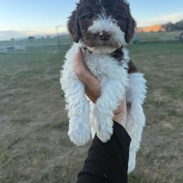 Light Pink - Liver and white female Springerdoodle puppy in Clifton, Idaho from Little Mountain Springers, Springerdoodles & Poodles