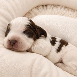 Drizella - Tri-Roan female English Springer Spaniel puppy in Fort White, Florida from Thunderbird Springers