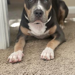 American Bully Puppies from XLRG BULLIES