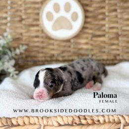 Paloma - Blue merle female Bernedoodle puppy in Murrieta, California from Brookside Bernedoodles