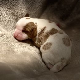 Lionel - Blenheim Cavalier King Charles Spaniel puppy in Brewerton, New York from Patch of Land Acres