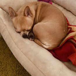Chihuahua Puppies from LANDSLIDE CHIHUAHUAS