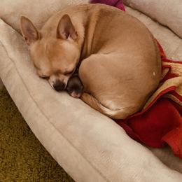Chihuahua Puppies from LANDSLIDE CHIHUAHUAS