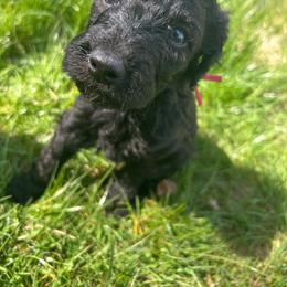 Ares - Black male Poodle puppy in Little Compton, Rhode Island from Shippee’s Standards