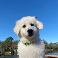 Berger Blanc Suisses from Little Lamb Fam