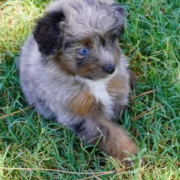 Coconut BMM Blue Eye - Blue merle male Aussiedoodle puppy in Lawton, Oklahoma from Lindsey’s Aussies