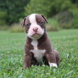 Girl 2 - female Alapaha Blue Blood Bulldog puppy in Grafton, Ohio from Eclipse Alapaha Kennels