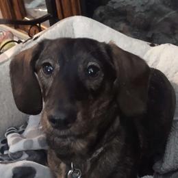 Ahava - Dachshund