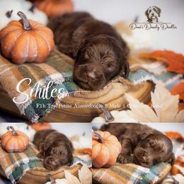 Smiles - Red male Aussiedoodle puppy in Roebuck, South Carolina from Dani's Dandy Doodles