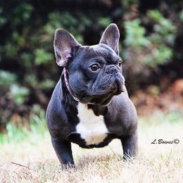 Nylah - French Bulldog