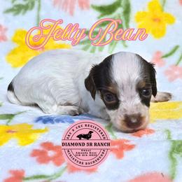 JELLY BEAN - Piebald female Dachshund puppy in Columbia, Louisiana from Diamond 5R Ranch AKC & CKC Miniature Dachshunds